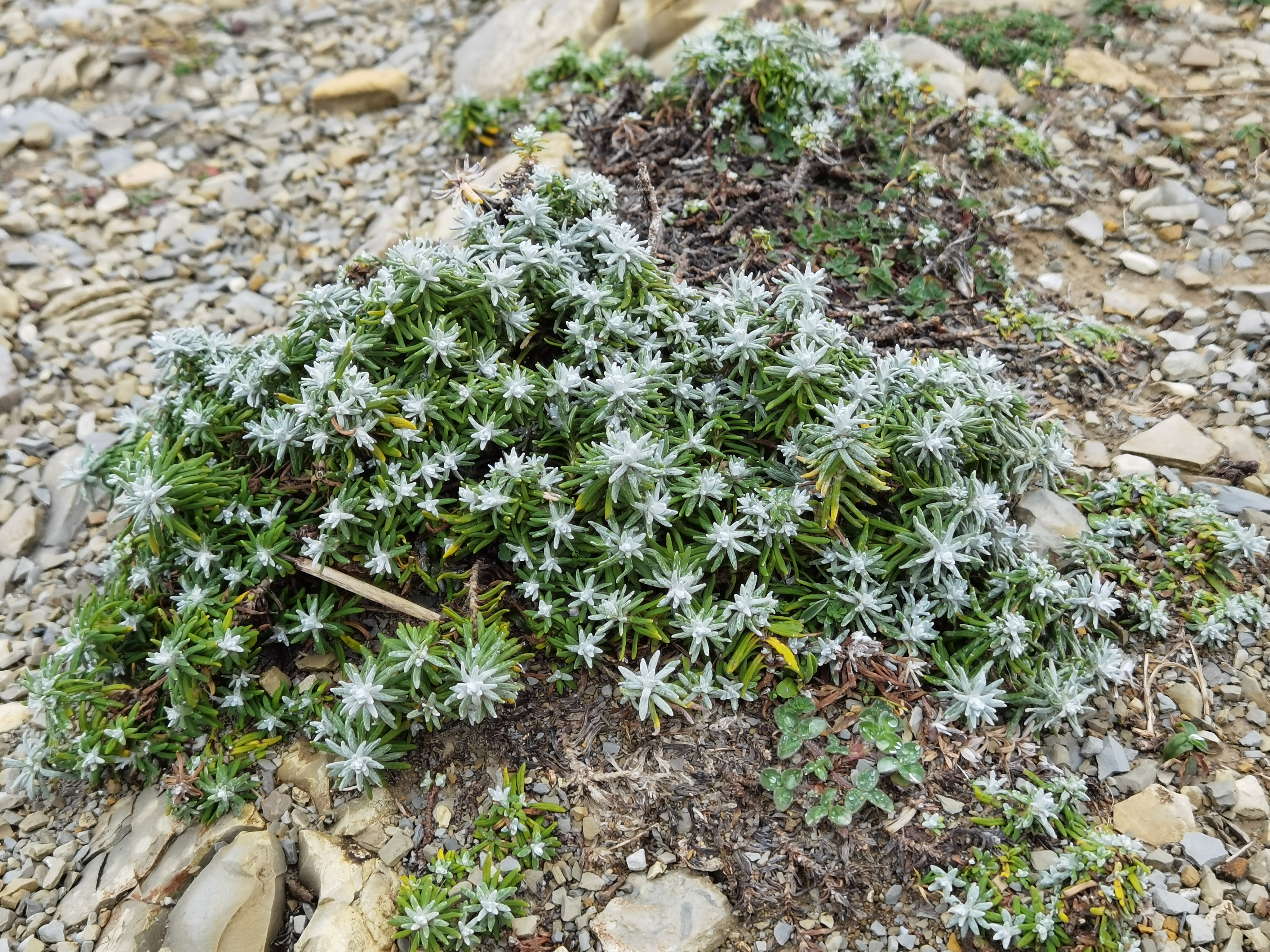 Helichrysum stoechas photo